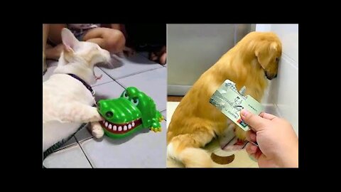 Funny Dog And Cat | Funniest Animals 2022 | Part #1