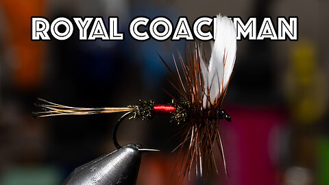 Royal Coachman Dry Fly