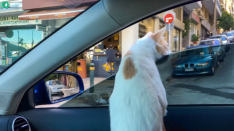 Chapy Cat Enjoying A Car Ride