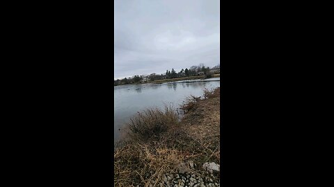 Cookie herding Geese