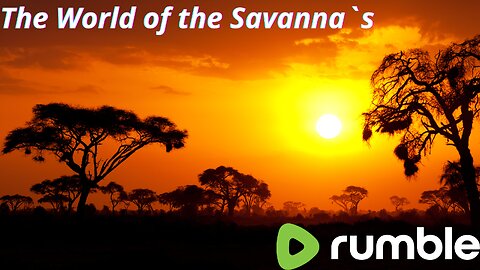 Life in the Savannah