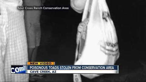 Poisonous toads stolen from Arizona conservation area