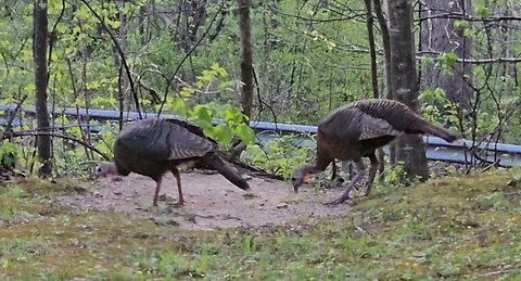 Turkeys at the bird feeder 4-23-2024