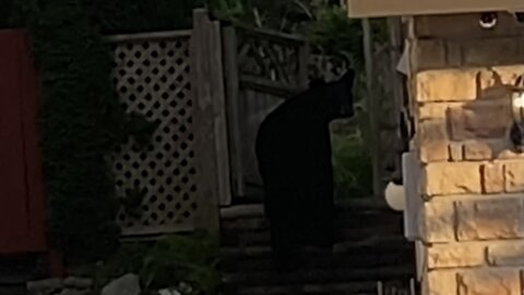 A bear is entering your backyard! 😳