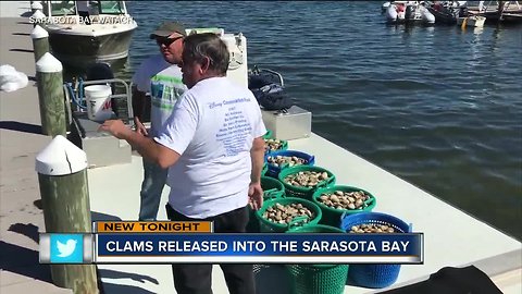 Clams released into Sarasota Bay to reduce red tide toxins