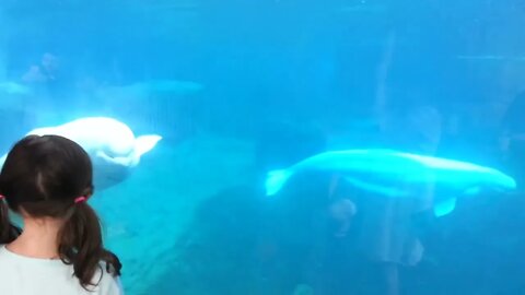 Beluga Whale is AMAZED by Tricks! | Funny Aquarium Videos