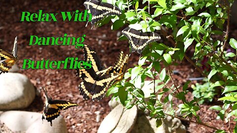 Relax with Dancing Butterflies