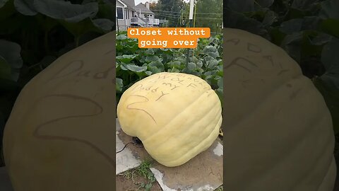 Guess the Weight Giant Pumpkin #giantpumpkin #bubba #winner