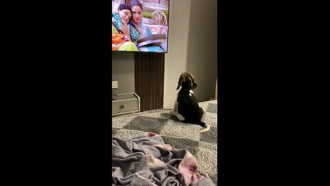 Live dog streaming tv