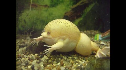 "Amazing African Clawed Frog: Nature's Aquatic Survivor and Scientific Marvel"