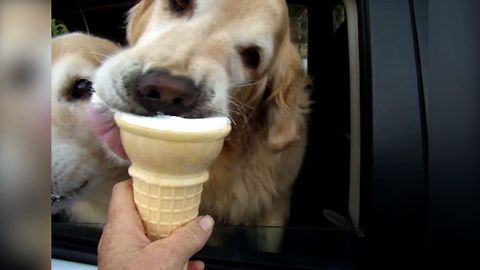 Golden Retrievers Learn Sharing Is Caring