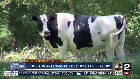 Arkansas couple builds house for pet cow