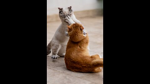 Adorable pets funny scenes😍 #pets #2024 #viralscenes