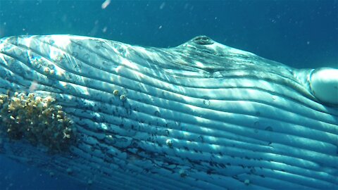 Magical encounter in the water with humpback whales in Tonga