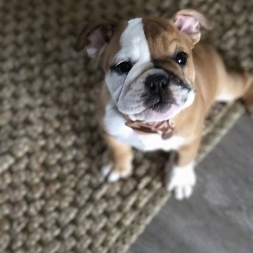 Doce the Bulldog Puppy