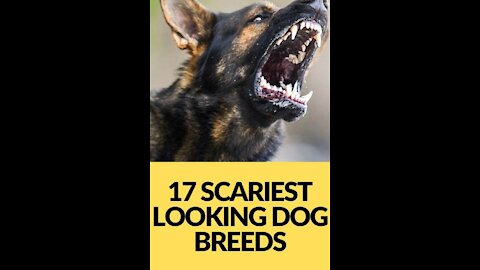 Top ten most aggressive dog breeds