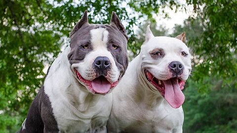 "Are Pit Bulls Really Dangerous ?" - The Truth Unveiled !