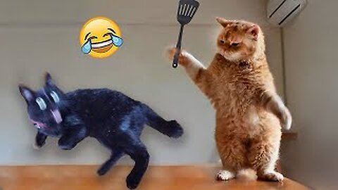 Funny Animal Videos Of The Day 0038! 😂😂 #fyp #memes #memedaily #dankmemes