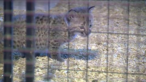 Baby lynx returned to Delavan petting zoo