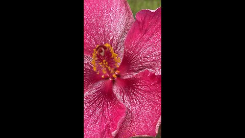 Powdered Sugar Hibiscus