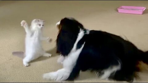 Ragdoll Kitten Has No Fear Of Cavalier King Charles