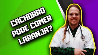 Cachorro pode comer laranja? #shorts