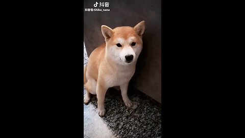 Cute and Funny Dog