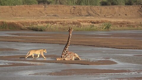 Samburu NR - Lion attacks giraffe