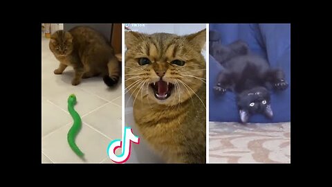 Funny & Cute Cats Compilation (TikTok) #shorts 😻