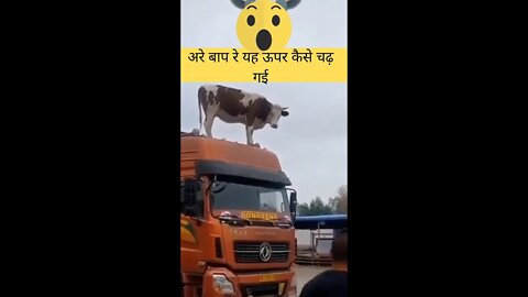 अरे बाप रे यह ऊपर कैसे चढ़ गई😱OMG how did it climb up👈