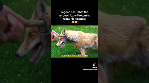 Man Rescues Fox 🦊 & Fox Returned to Appreciate #animalrescue