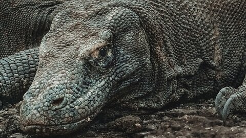 What Komodo Dragons Think