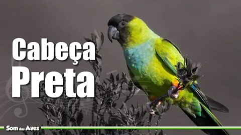 Canto do PERIQUITO DE CABEÇA PRETA - Nanday Parakeet