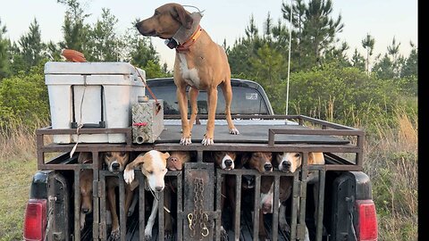 Hunting Wild HOGS with DOGS!!