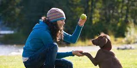 Basic Dog Training - Top 10 Important Commands Your Dog Should Know