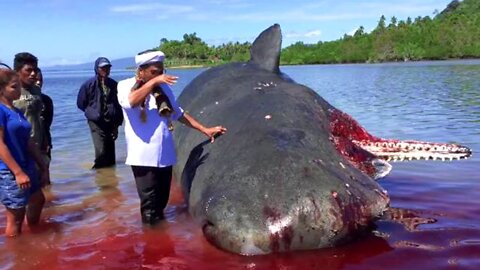 15 Strangest Things Washed Up on Beaches