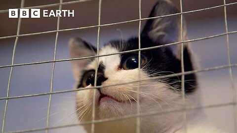 Rescuing a Stray Kitten | Wonderful World of Puppies | BBC Earth