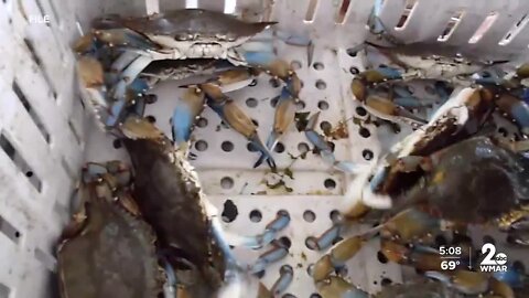 Concern remains despite uptick in Chesapeake Bay blue crab population