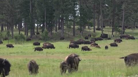 Herd of Bison in green fields of summer months 4k