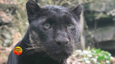 Looking into the eyes of a black Jaguar