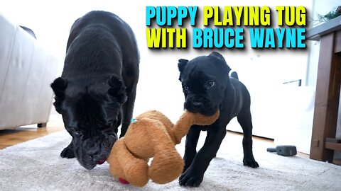 PUPPY Playing Tug With Bruce Wayne the Cane Corso