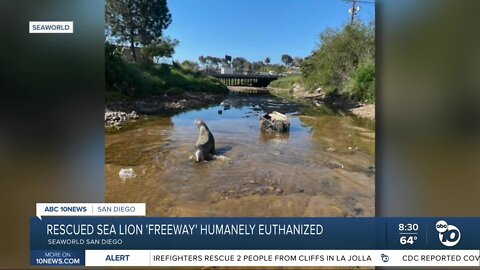 Rescued sea lion 'Freeway' humanely euthanized at SeaWorld