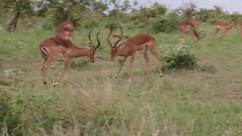 Impala Rams Fighting