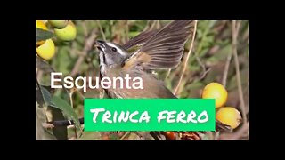 fêmea trinca ferro pedindo Gala ||esquente seu trinca ferro !!