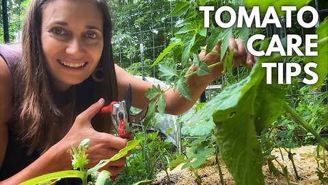 Growing the Best Tomatoes - Maintenance & Care Tips