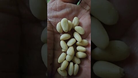 pine nuts. چل۔۔۔۔غوزے