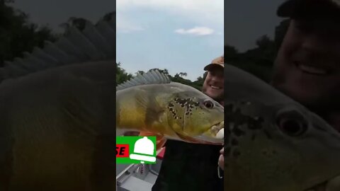 tamanho de tucunaré pesca pescaria #shorts