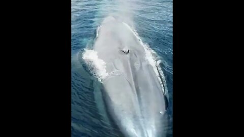 Huge gray whale in the ocean!😳#viral #shorts #foryou