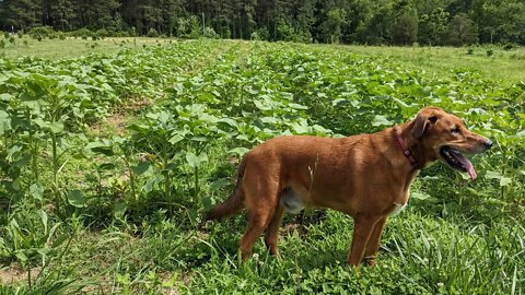 This Flower Season is Off to a Slow Start