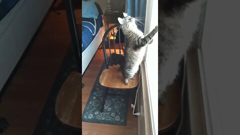 Luna, my gf's female Maine Coon jumping fail